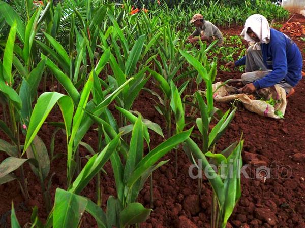 Kolong Jalan Layang Non Tol Dipercantik dengan Taman