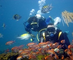 Mereka Terkenal, Mereka Suka Menyelam