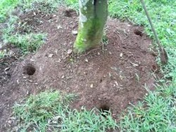 Enam Hari, Kota Bandung akan Punya 1 Juta Lubang Biopori