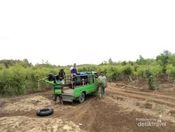 Weekend Beda di Gunungkidul, Susur Perkebunan Kayu Putih!