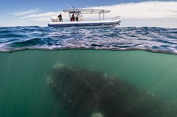 Keren! Paus Ini Tertangkap Kamera Berenang di Bawah Kapal