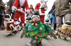 Lucunya! Parade Penguin Pakai Kostum Santa di Korsel