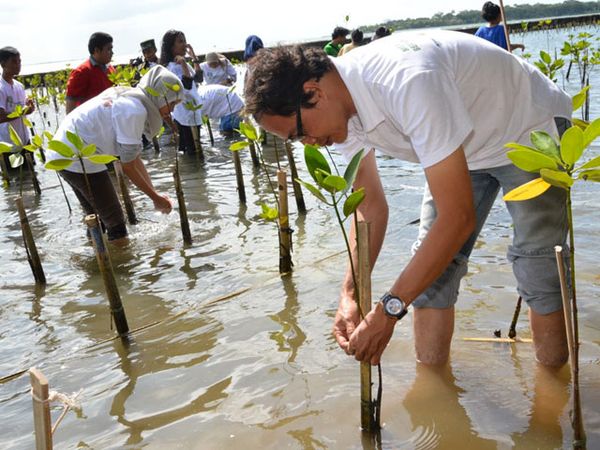 Ribuan Mangrove Hijaukan Pulau Rambut