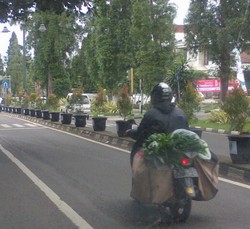 Pohon Pucuk Merah Bikin Hijau Dago Bandung