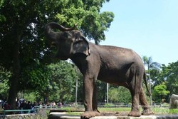 Tamasya Libur Sekolah ke Kebun Binatang Ragunan