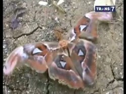 Penemuan Kupu-kupu Ukuran Jumbo Hebohkan Warga