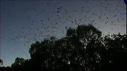 Hiii ... Kota Ini Kelabakan Diteror Serangan Kelelawar