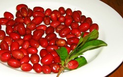 Belalang dan Burger Daging Tabung, Makanan yang Mengubah Dunia (2)