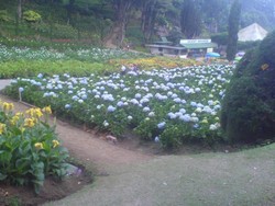 Libur Natal, Saatnya Tamasya ke Taman Bunga Selecta di Batu