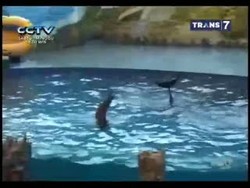 Anjing dan Lumba-lumba Joget Cesar