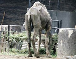 KBS Disebut Zoo of Death, Ini Tanggapan Wali Kota Risma