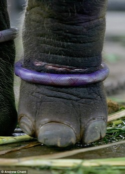 Disebut Zoo of Death, Kebun Binatang Surabaya Jadi Sorotan Dunia