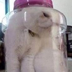 Masukkan Kucing ke Dalam Toples, Mahasiswi Taiwan akan Diadili