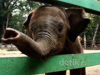 Koleksi Gajah Bonbin Ragunan Bertambah