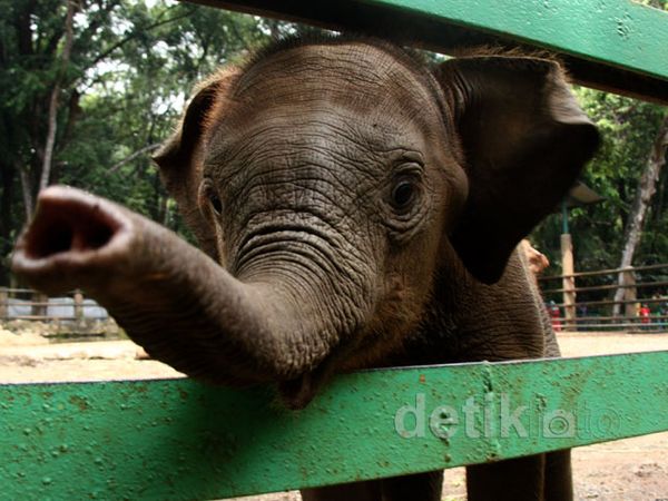 Koleksi Gajah Bonbin Ragunan Bertambah Koleksi Gajah Bonbin Ragunan Bertambah