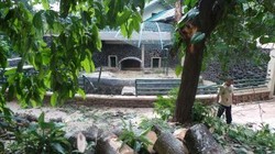 Insiden Pohon Tumbang di Kandang Beruang Ragunan, 3 Anak Lecet & 2 Dirawat