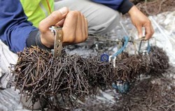 6 Fakta yang Perlu Diketahui tentang Ranjau Paku di Jakarta