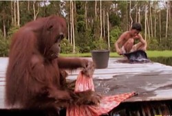 Aih, Lucunya Orangutan Mencuci Baju