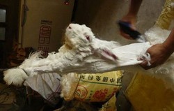 Foto-foto Mengerikan Ketika Kelinci Diambil Bulunya untuk Produk Fashion