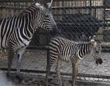 Pengunjung KBS Selama Seminggu Capai 81.572 Orang