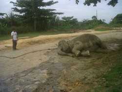 Gajah Liar Pingsan saat akan Dievakuasi, Petugas BBKSDA Bingung