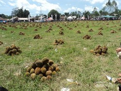 Sedekah Durian, Hebohnya Pesta Durian di Pulau Bangka