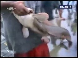 Wow! Lele Jumbo dengan Panjang 1 Meter Ditangkap Warga di Selokan