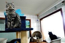 9 Destinasi untuk Pecinta Kucing (Bag 1)