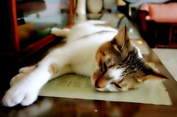 9 Destinasi untuk Pecinta Kucing (Bag 2)