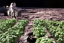 Basil dan Lobak akan Jadi Tanaman Pertama yang Ditanam di Bulan