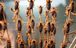 Serangga dan Daging Kuda Diprediksi Akan Makin Populer di Tahun 2014