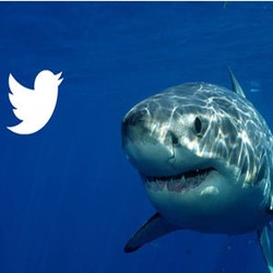 Wow! Ikan Hiu Pun Ikut Ngetweet