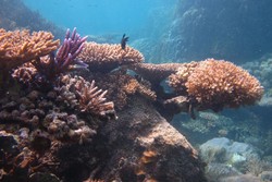 Pengalaman Pertama di Karimunjawa