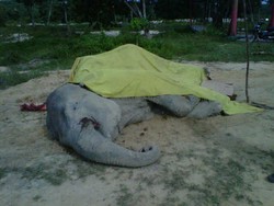 Pingsan Setelah Dibius, Gajah Liar di Riau Ini Akhirnya Mati