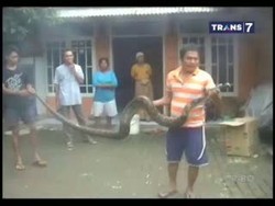 Warga Tangkap Ular 5 Meter Pemangsa Ternak