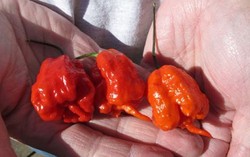 Carolina Reaper Raih Gelar Cabai Terpedas di Tahun 2013