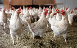 HFA Tarik Sertifikat Halal Jika Aturan Uni Eropa tentang Pemingsanan Unggas Diterapkan