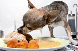 Guk! Guk! Ada Cafe Khusus Anjing di Berlin