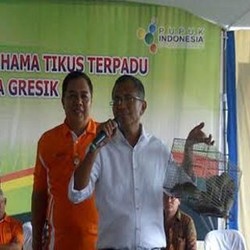 Berantas Tikus, Dahlan Panen Raya di Sleman