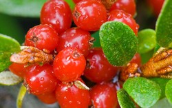 Buffaloberry, Buah Berry Super yang Ampuh Cegah Keriput