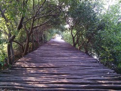 Ternyata Ada Hutan Mangrove Cantik di Jakarta