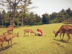 Akhir Pekan, Ayo ke Penangkaran Rusa di Bogor!