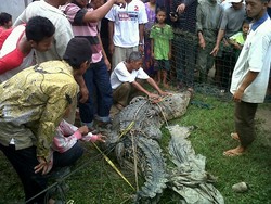 Buaya 3 Meter Nyasar ke Areal Pabrik Pupuk di Bontang Kaltim