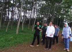 Jokowi Kunjungi Kebun Bibit Pohon di Bogor