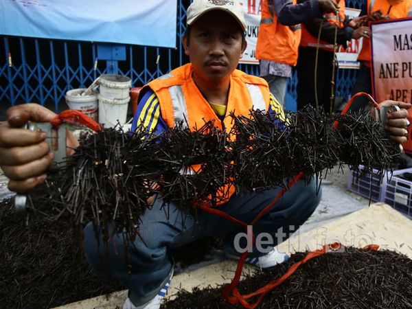 Semut Orange Operasi Ranjau Paku
