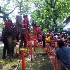 Akhir Liburan, Kebun Binatang Surabaya Dijubeli Wisatawan