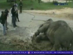 Over Dosis Obat Bius Gajah Betina Mati