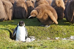 So Sweet! Pria Ini Keliling Dunia Bawa Boneka Pacarnya