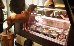 Restoran Ini Sediakan Menu Mewah untuk Anjing