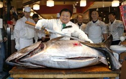 Persediaan Semakin Menipis, Harga Lelang Tuna Bluefin Malah Turun